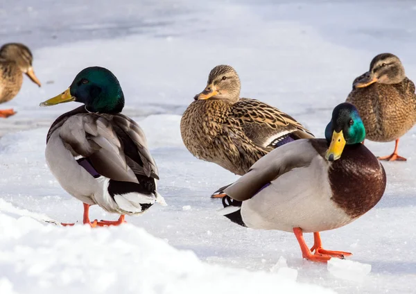 Una Bandada Ánades Reales Nieve Pájaros Estanque Invierno Aves Silvestres —  Fotos de Stock