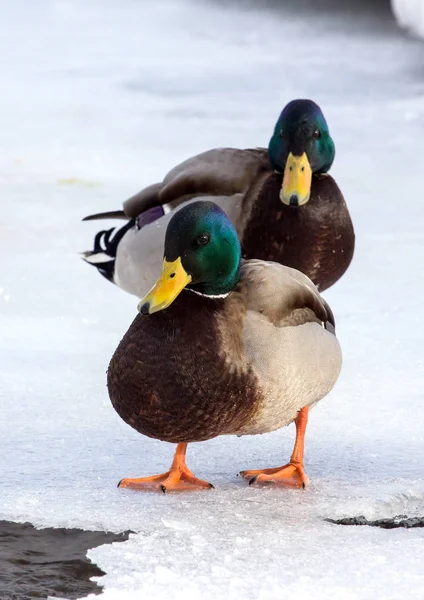 Flock Van Mallards Sneeuw Vogels Vijver Winter Wilde Vogels Stad — Stockfoto