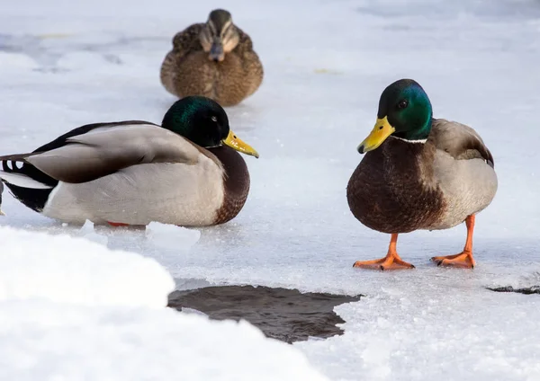 Una Bandada Ánades Reales Nieve Pájaros Estanque Invierno Aves Silvestres —  Fotos de Stock