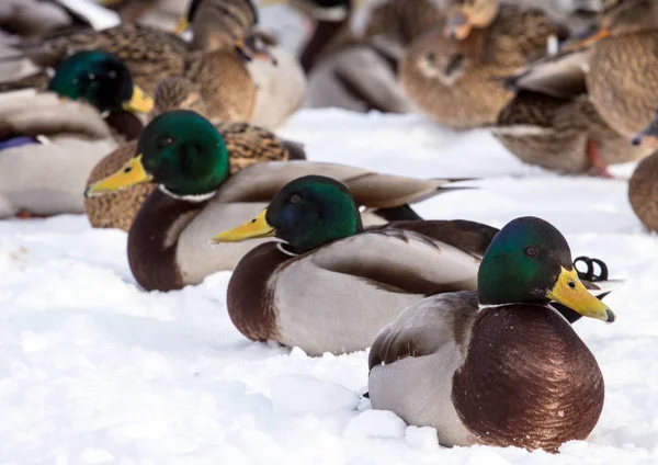Flock of the mallards on the snow. Birds on the pond in winter. Wild birds in the city.
