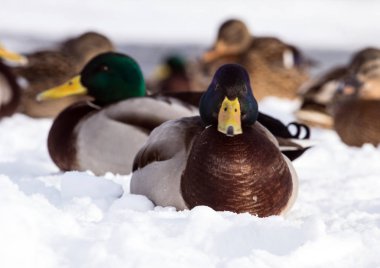 Kar üzerinde havuzumda sürüsü. Erken baharda gölet kuşlarda. Şehir içinde yabani kuş vurmak.