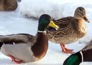 Kar üzerinde havuzumda sürüsü. Erken baharda gölet kuşlarda. Şehir içinde yabani kuş vurmak.