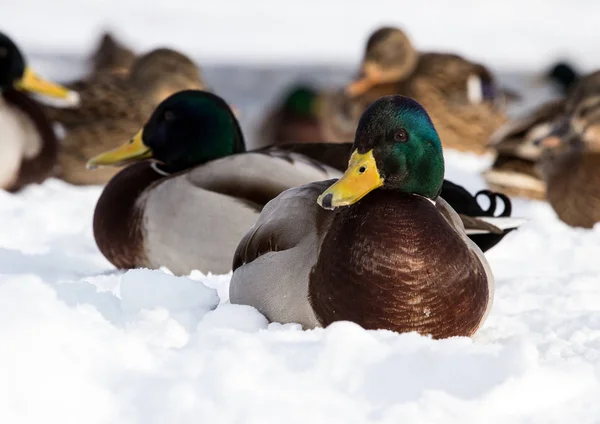 Flock Van Mallards Sneeuw Vogels Vijver Het Vroege Voorjaar Wilde — Stockfoto