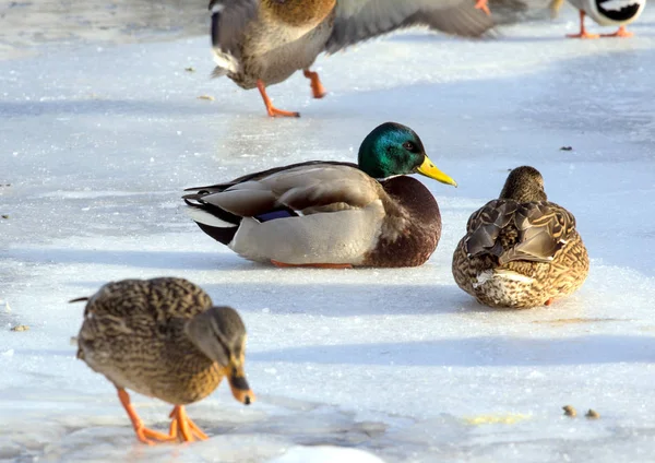 Flock Van Mallards Sneeuw Vogels Vijver Het Vroege Voorjaar Wilde — Stockfoto