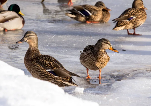 Flock Van Mallards Sneeuw Vogels Vijver Het Vroege Voorjaar Wilde — Stockfoto