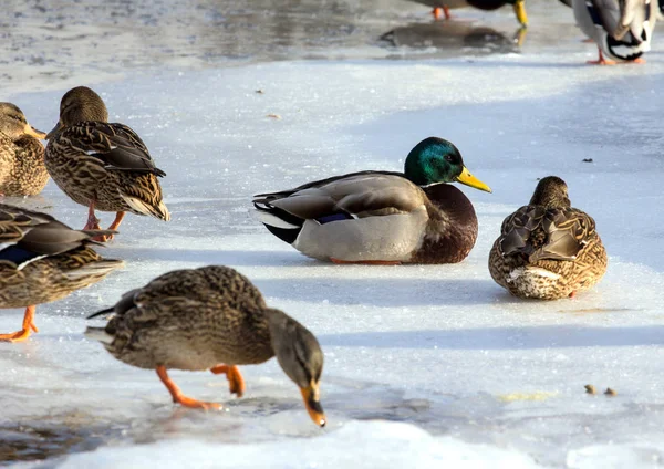 Flock of the mallards on the snow. Birds on the pond in early spring. Wild birds in the city.