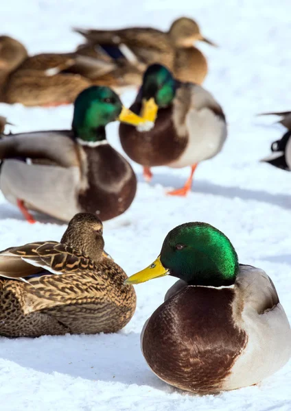 Una Bandada Ánades Reales Nieve Aves Estanque Principios Primavera Aves — Foto de Stock