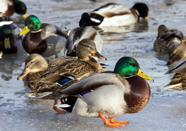 Flock Van Mallards Sneeuw Vogels Vijver Het Vroege Voorjaar Wilde — Stockfoto