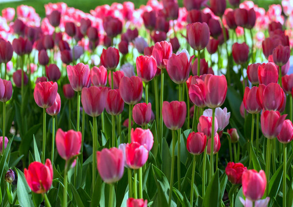 2018.09.05, Москва, Россия. День Победы в Москве. Красные тюльпаны в парке
.