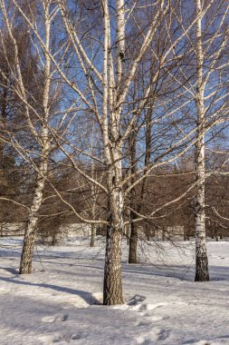 2019.02.19, Moskova, Rusya. Ufuk çizgisi ve elma bahçesi olan kış şehirleri. Kış parkında dolaşıyorum..
