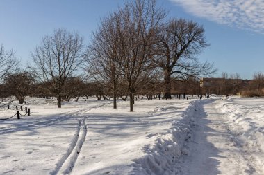 2019.02.19, Moskova, Rusya. Ufuk çizgisi ve elma bahçesi olan kış şehirleri. Kış parkında dolaşıyorum..