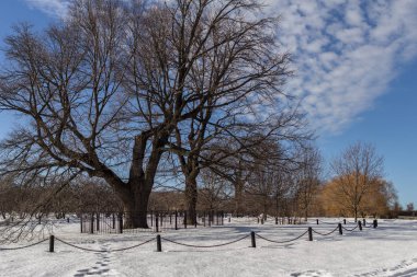 2019.02.19, Moskova, Rusya. Ufuk çizgisi ve elma bahçesi olan kış şehirleri. Kış parkında dolaşıyorum..