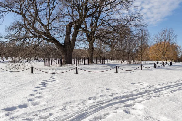 2019.02.19, Moskova, Rusya. Ufuk çizgisi ve elma bahçesi olan kış şehirleri. Kış parkında dolaşıyorum..