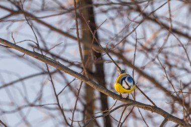 2019.01.09, Moscow, Russia.Life of birds in the city at winter time. Eurasian blue tit on the branch in winter park, blur and grain effect. clipart