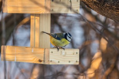 2019.01.09, Moskova, Rusya. Avrasya mavisi meme, kış parkında ahşap bir ahırda yemek yiyor. Kış mevsiminde şehirde kuş yaşamı.