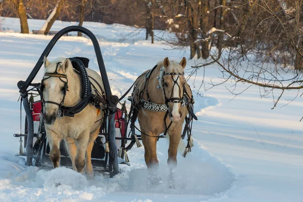 2019 Moscow Russia Pair Horses Sleigh Ride Tourists Winter Park — Stock Photo, Image