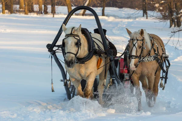 2019 Μόσχα Ρωσία Ένα Ζευγάρι Άλογα Έλκηθρο Βόλτα Τουρίστες Στο — Φωτογραφία Αρχείου