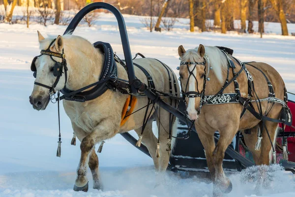 2019 Moscow Russia Pair Horses Sleigh Ride Tourists Winter Park — Stock Photo, Image