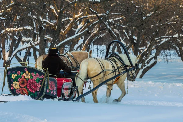 2019.01.09, Moskova, Rusya. Kış parkında, arka plandaki elma ağacı bahçesinde kızakla gezen turistlerle dolu bir çift at. Rusya 'nın kış eğlencesi.