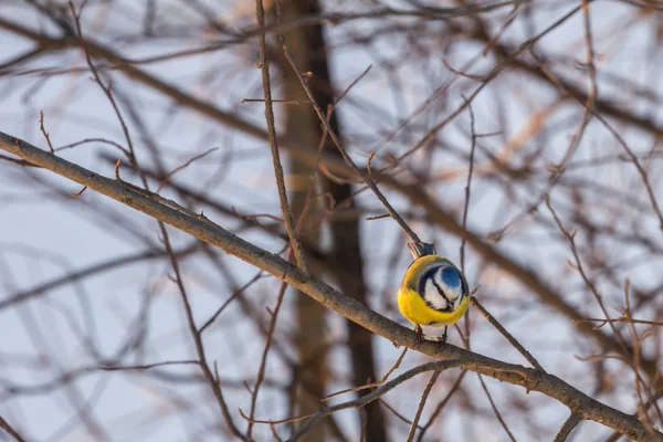 2019 Moscow Russia Life Birds City Winter Time Eurasian Blue — Stock Photo, Image