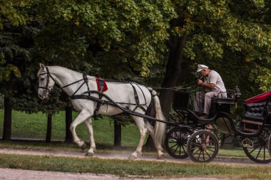 2019.09.03, Moskova, Rusya. Kolomenskoye parkında turistleri gezdiren bir at. Yaz zamanı Rus eğlencesi.