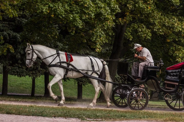 2019 Moskwa Rosja Koń Zaprzęgnięty Wózka Wiezie Turystów Przez Park — Zdjęcie stockowe