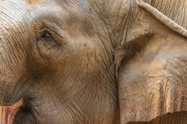 Asya filinin başına yakın, yan görüş. Dünyanın en büyük hayvanları..