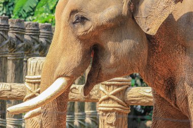 Asya filinin başına yakın, yan görüş. Dünyanın en büyük hayvanları..