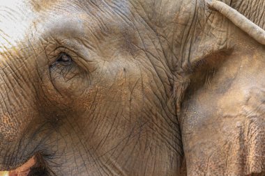 Asya filinin başına yakın, yan görüş. Dünyanın en büyük hayvanları..