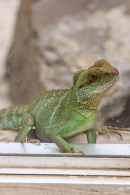 Antik sürüngenler yaklaşıyor. Kertenkele yaprakların ve taşların arasında saklanıyor.