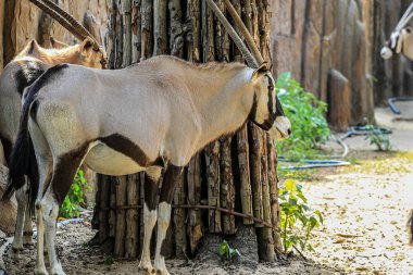 Afrikalı antilop sürüsü yaklaşıyor. Güney Afrika antilobu (gemsbok) yakın çekim. Afrika toynaklı hayvanlar.