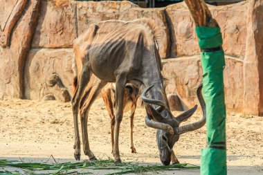 Afrika antilopları geass yiyerek yakınlaşıyor..