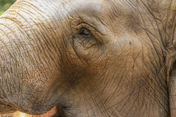 Close Asian Elephant Head Side View Biggest Animals World — Stock Photo, Image