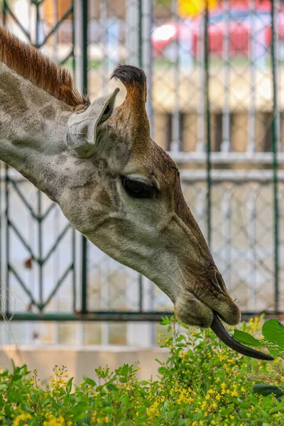 Zungenporträt Einer Giraffe Die Gras Frisst Niedliche Tiere Der Welt — Stockfoto