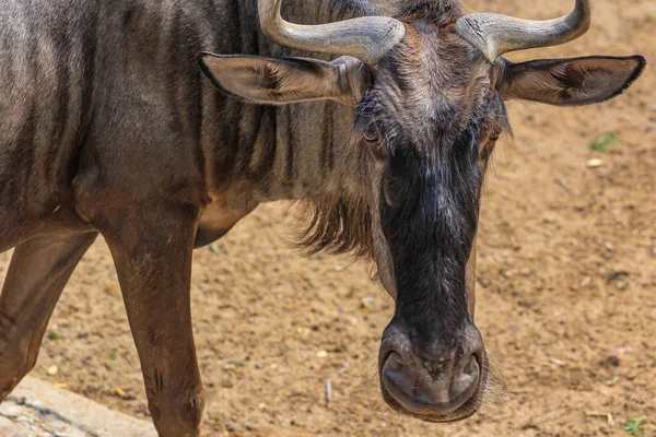 Head of wildebeest, side view. Hoofed african animals close up.