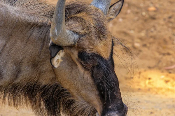 Cabeça Gnu Vista Lateral Hoofed Africano Animais Perto — Fotografia de Stock