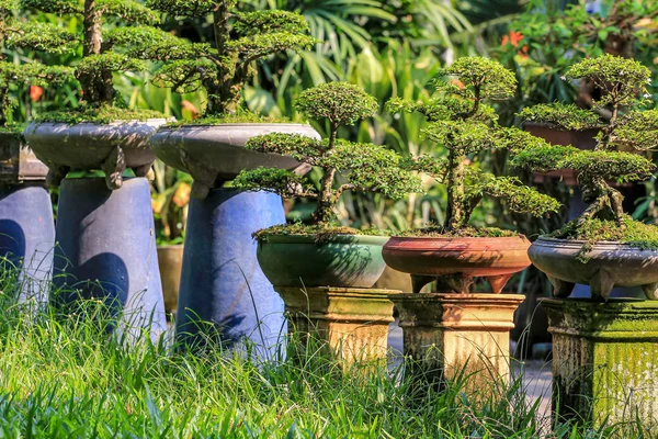 美しい盆栽植物で公園 植物から人間の手の素晴らしい作品 — ストック写真