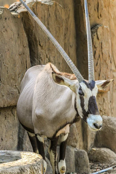 Oryx Sul Africano Gemsbok Perto Animais Cascos Africanos — Fotografia de Stock