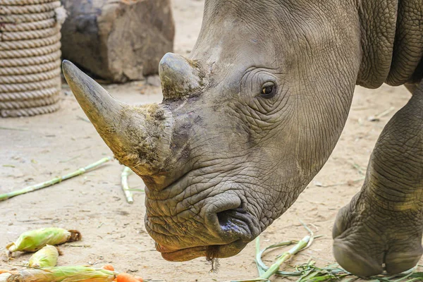 Velká Nebezpečná Africká Zvířata Zblízka Bílý Nosorožec Jde Kameru — Stock fotografie