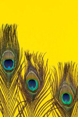 Composition of several peacock feathers on a yellow background. Concept of festive postcard.