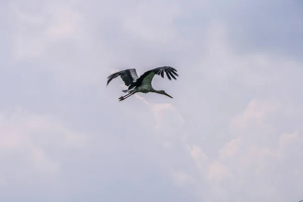 Белый Аист Летит Против Облачно Голубого Неба Птицы Дикой Природе — стоковое фото