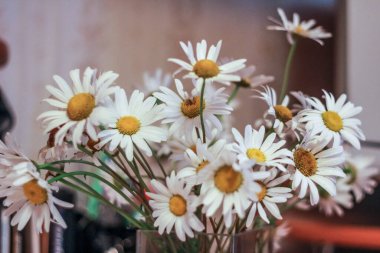 Bir buket papatya yakın plan..