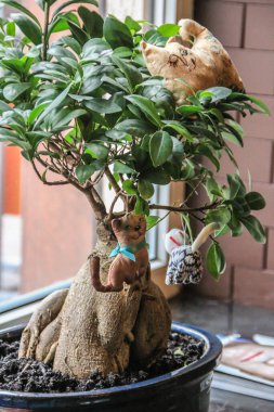 2011.12.24, Belgorod, Rusya. Kafenin pencere eşiğinde kedileri olan sempatik bonsai ağacı.