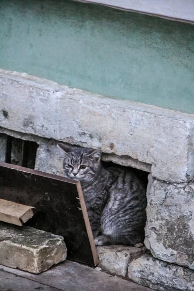 Szare Koty Siedzące Ulicy Niedaleko Okna Piwnicy — Zdjęcie stockowe