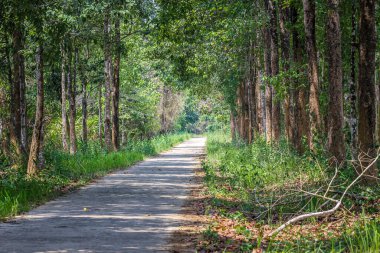 Ormanda asfalt yol