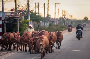 304.2015, Phan Thiet, Vietnam. Birkaç Vietnamlı çoban sabahın erken saatlerinde inekleri otlatıyorlar..