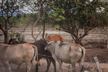 304.2015, Phan Thiet, Vietnam. Birkaç Vietnamlı çoban sabahın erken saatlerinde inekleri otlatıyorlar..