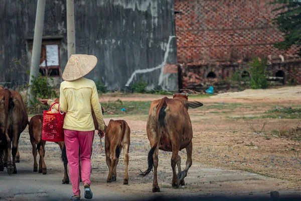 2015 Phan Thiet Vietname Vários Pastores Vietnamitas Dirigem Vacas Para — Fotografia de Stock