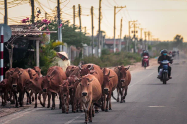 2015 Phan Thiet Vietname Vários Pastores Vietnamitas Dirigem Vacas Para — Fotografia de Stock