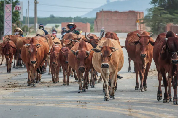 2015 Phan Thiet Vietname Vários Pastores Vietnamitas Dirigem Vacas Para — Fotografia de Stock